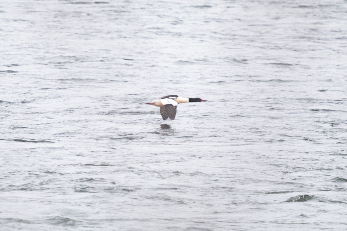 Büyük Tarakdiş - ML646749863