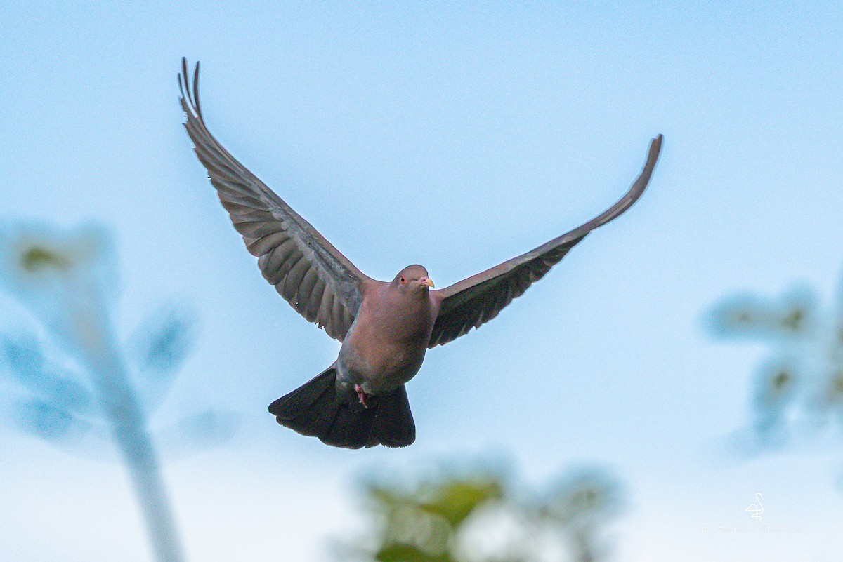 Rotschnabeltaube - ML646749865