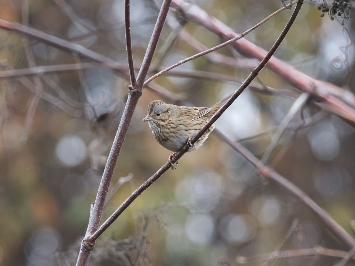 strnadec pruhohlavý - ML646749870