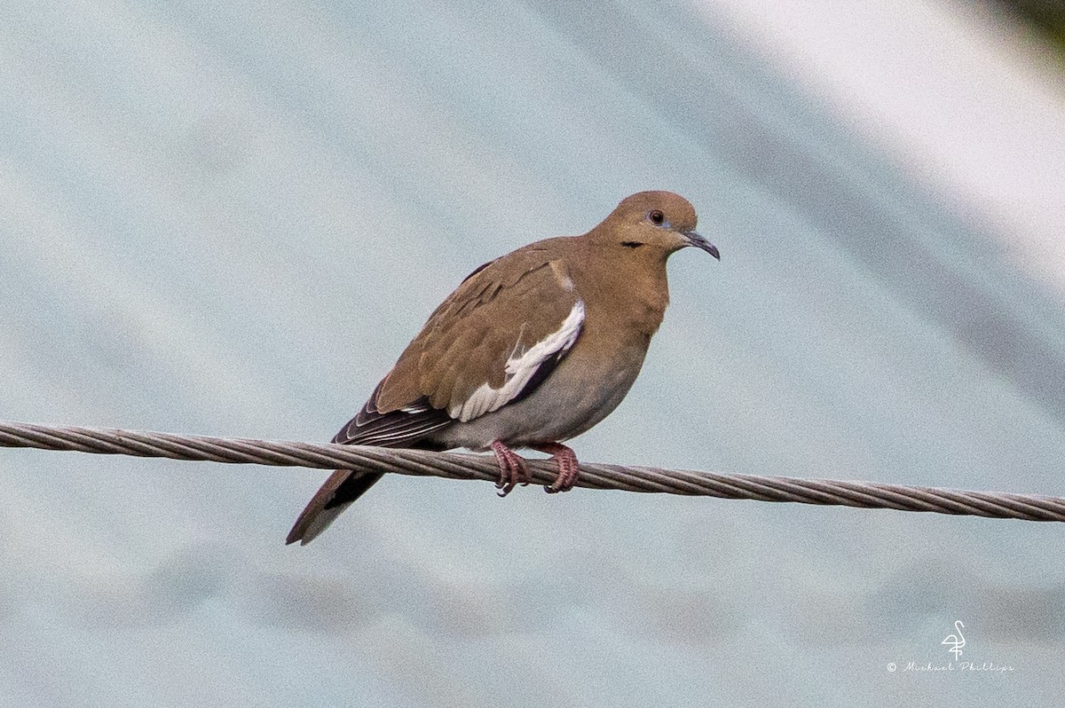 White-winged Dove - ML646749871