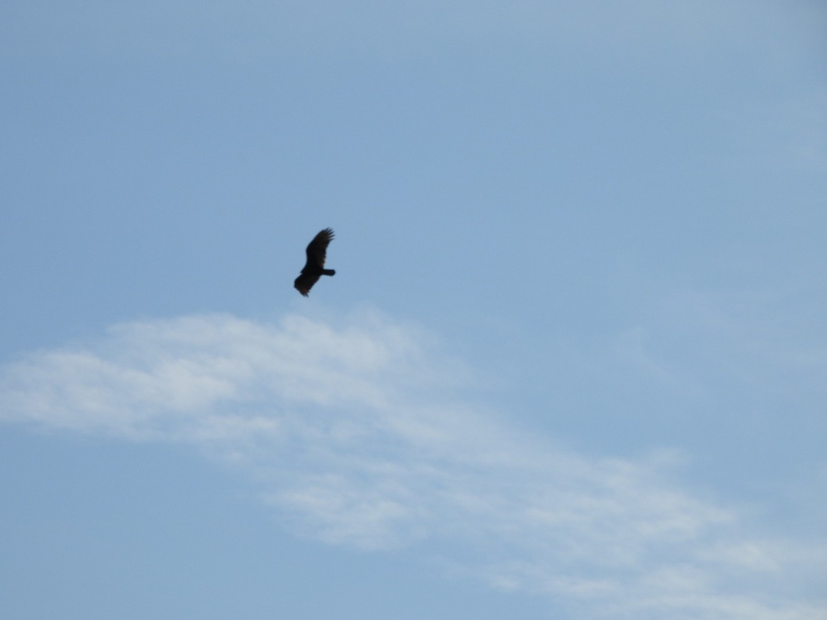 Turkey Vulture - ML646749872