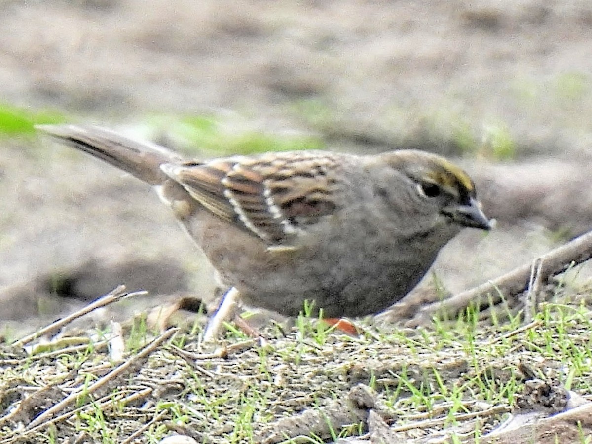 Golden-crowned Sparrow - ML646749873