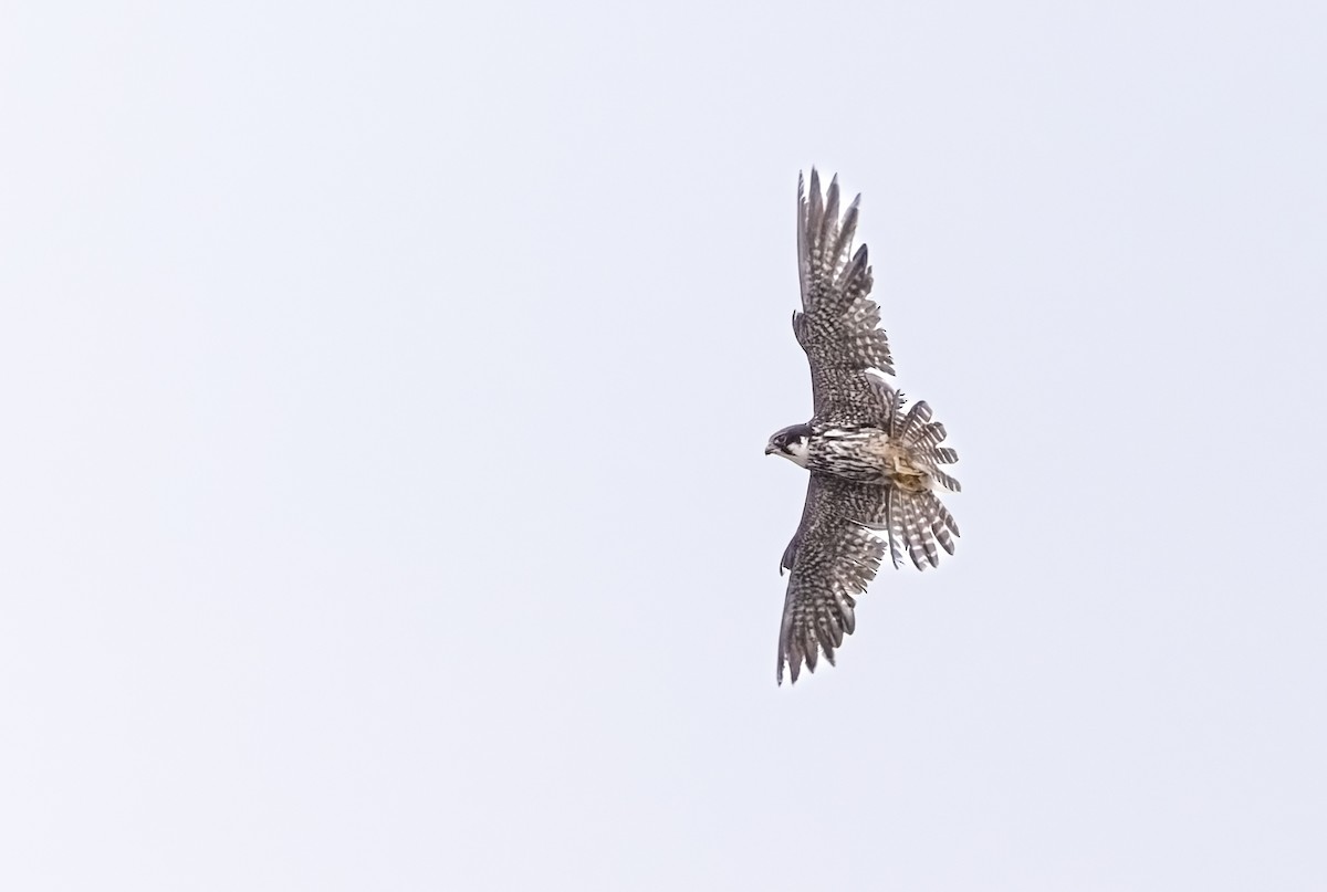 Eurasian Hobby - ML646749874