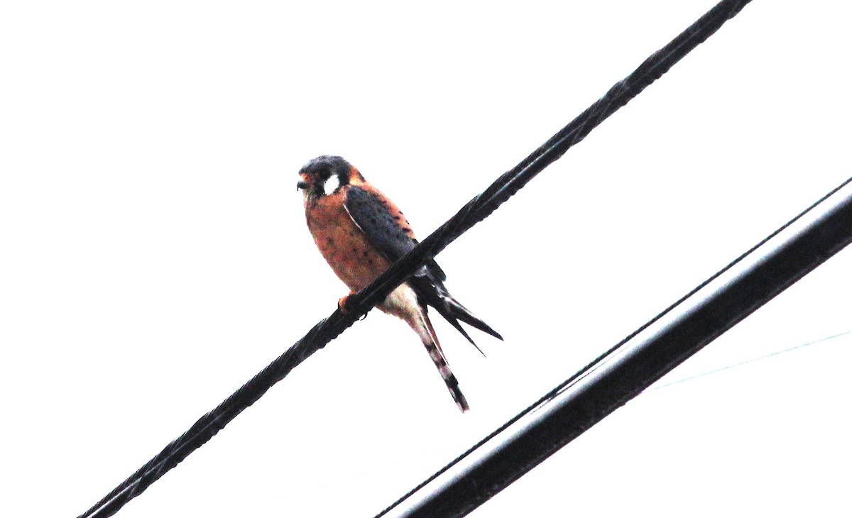 American Kestrel - ML646749875