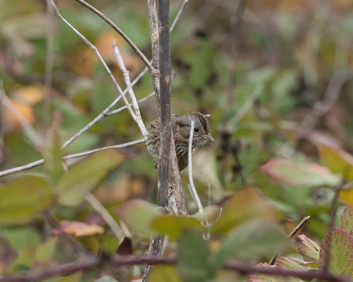 strnadec pruhohlavý - ML646749876