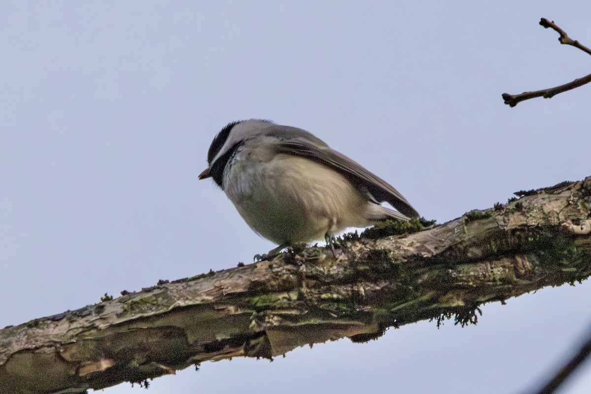 Carolina Chickadee - ML646749877