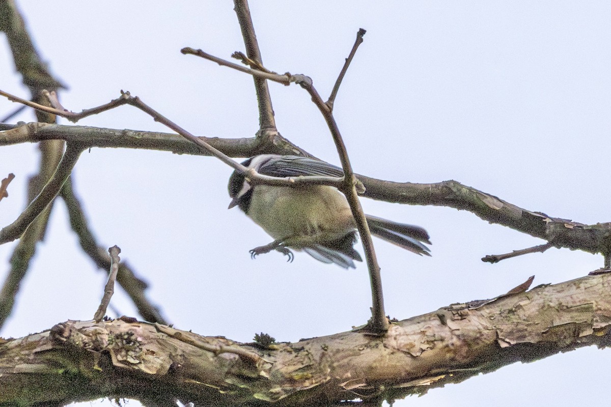 Carolina Chickadee - ML646749878