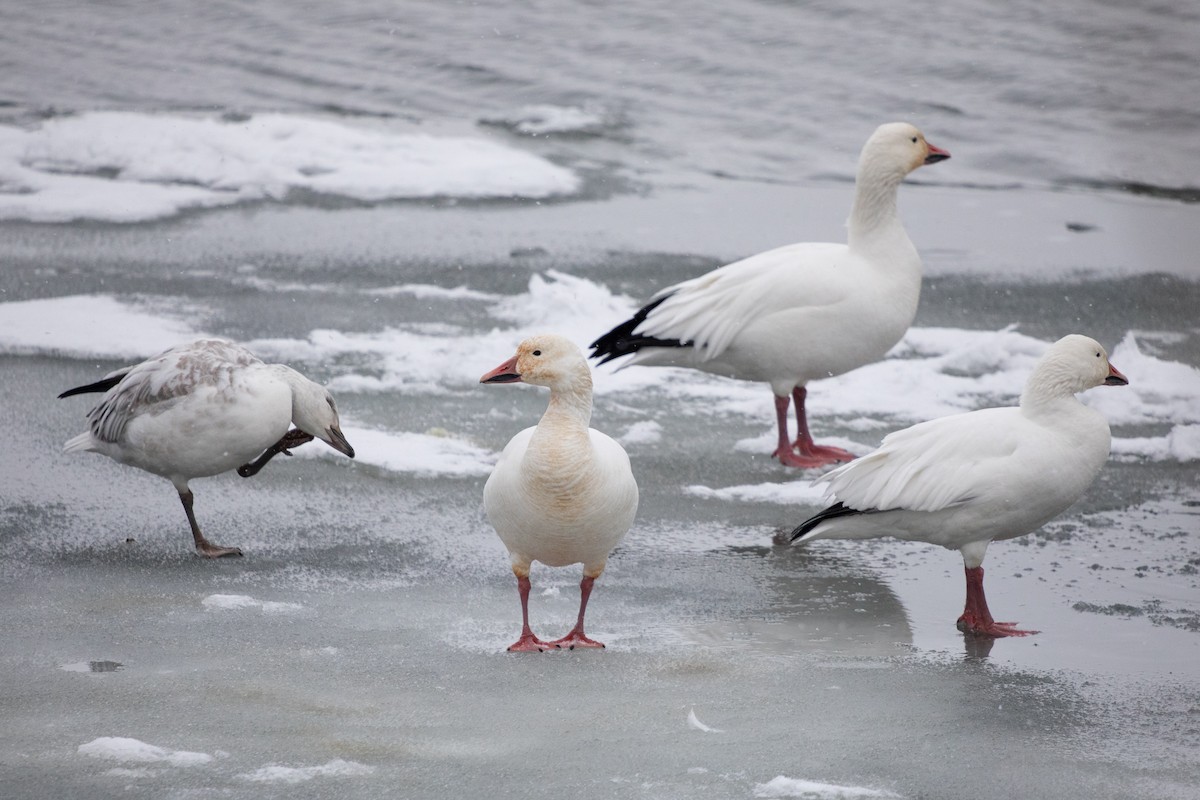 Kar Kazı - ML646749879