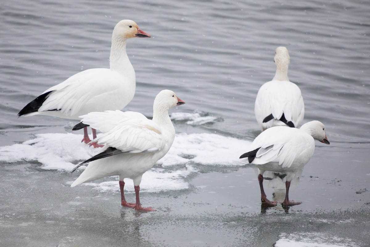 Kar Kazı - ML646749880