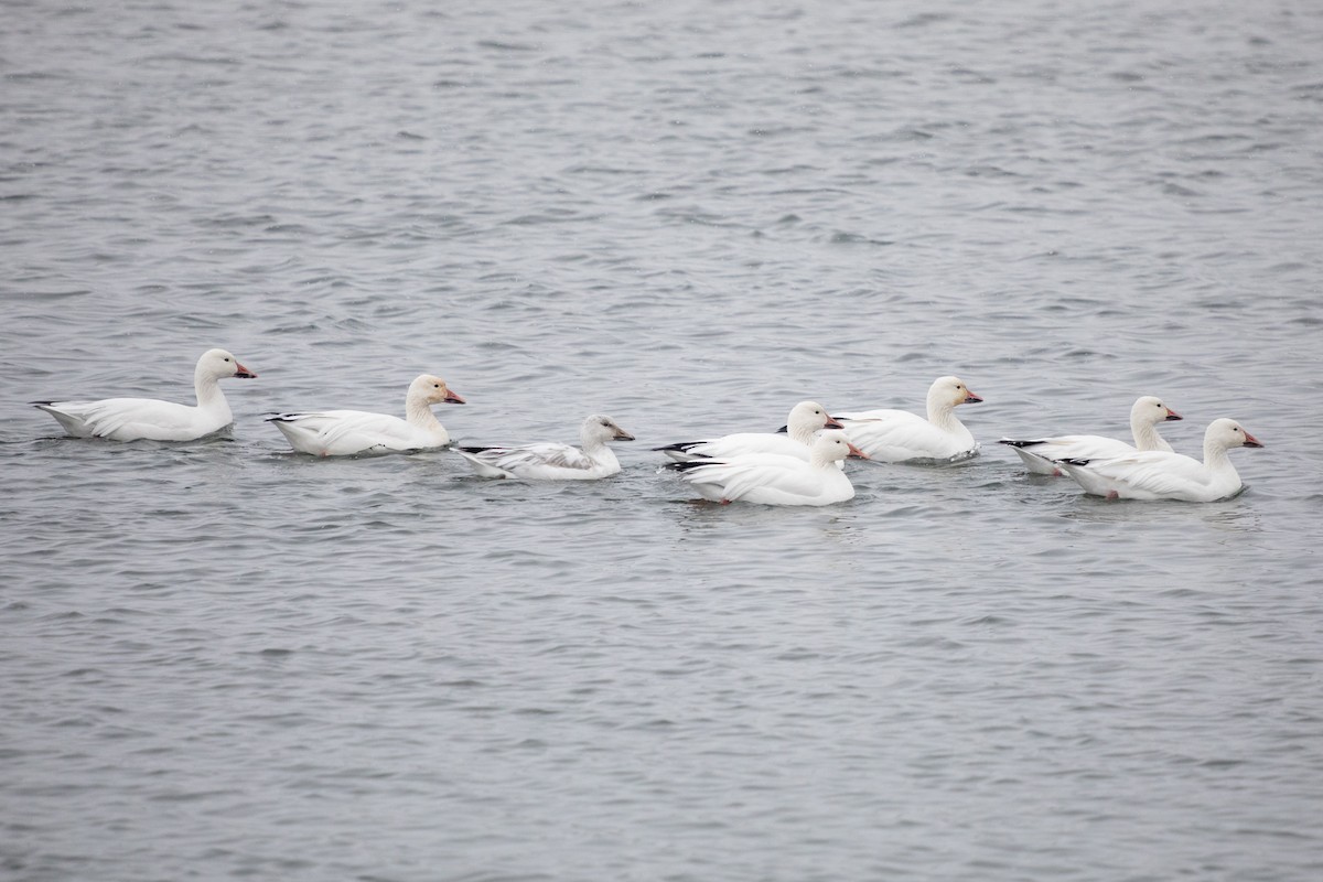 Kar Kazı - ML646749882