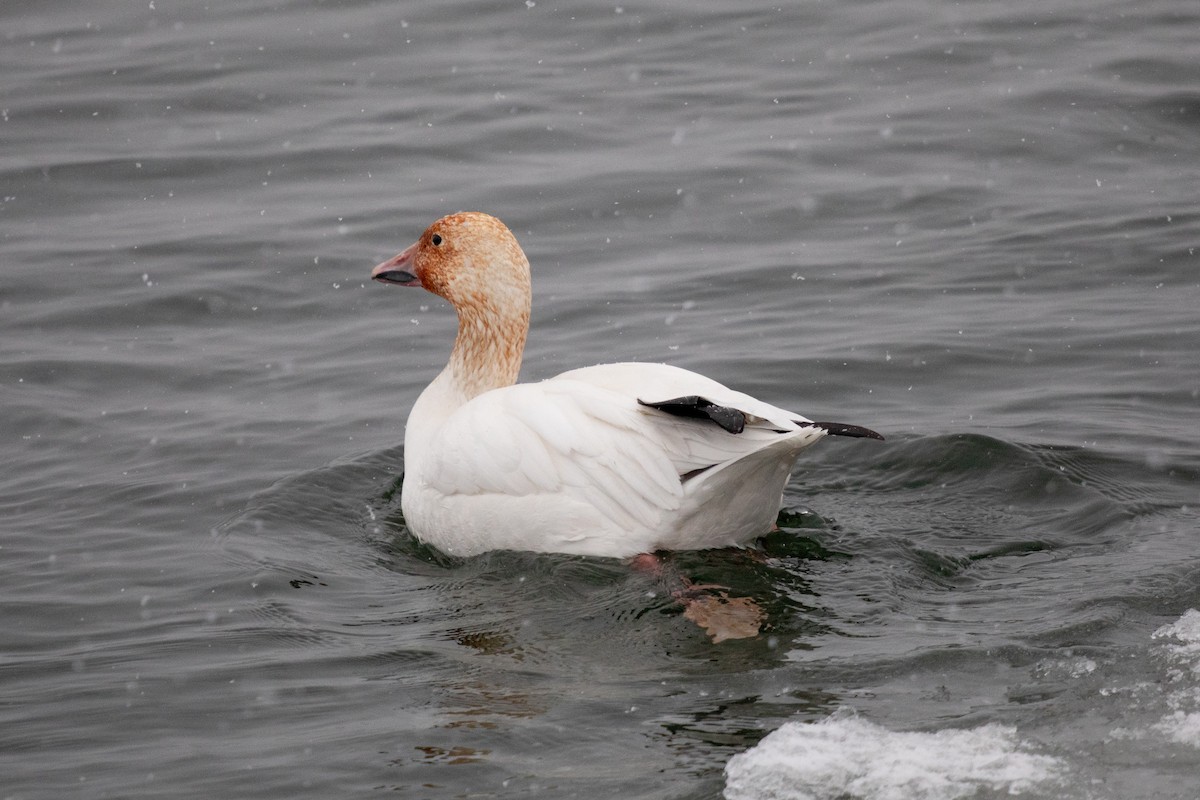 Kar Kazı - ML646749883