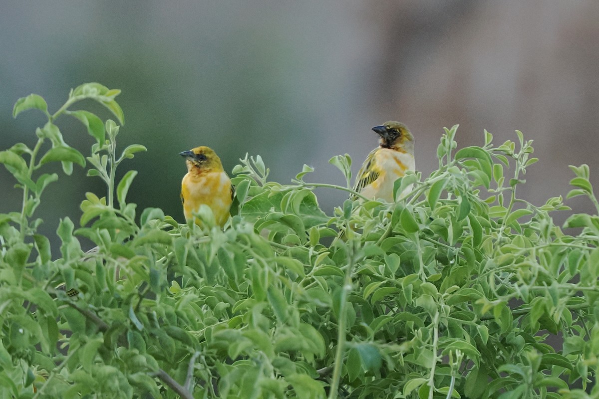 Northern Masked-Weaver - ML646749884