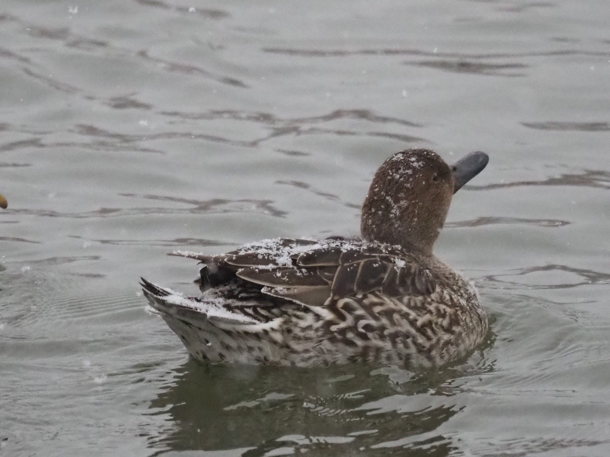 ברווז חד-זנב - ML646749885