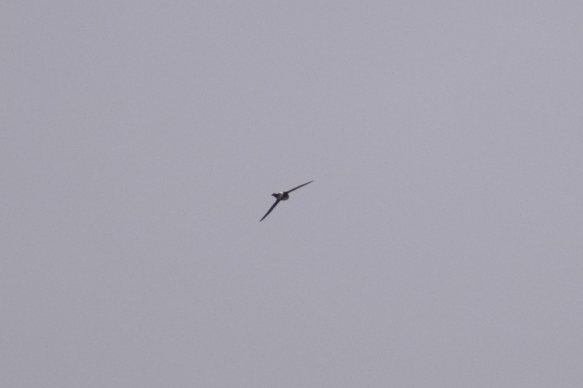 Андский стриж - ML646749886