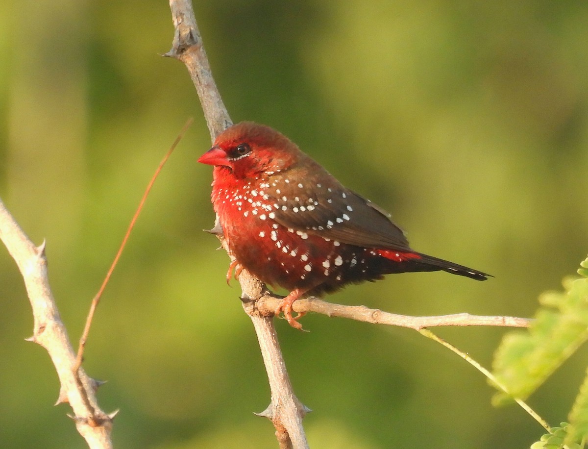 Red Avadavat - ML646749887