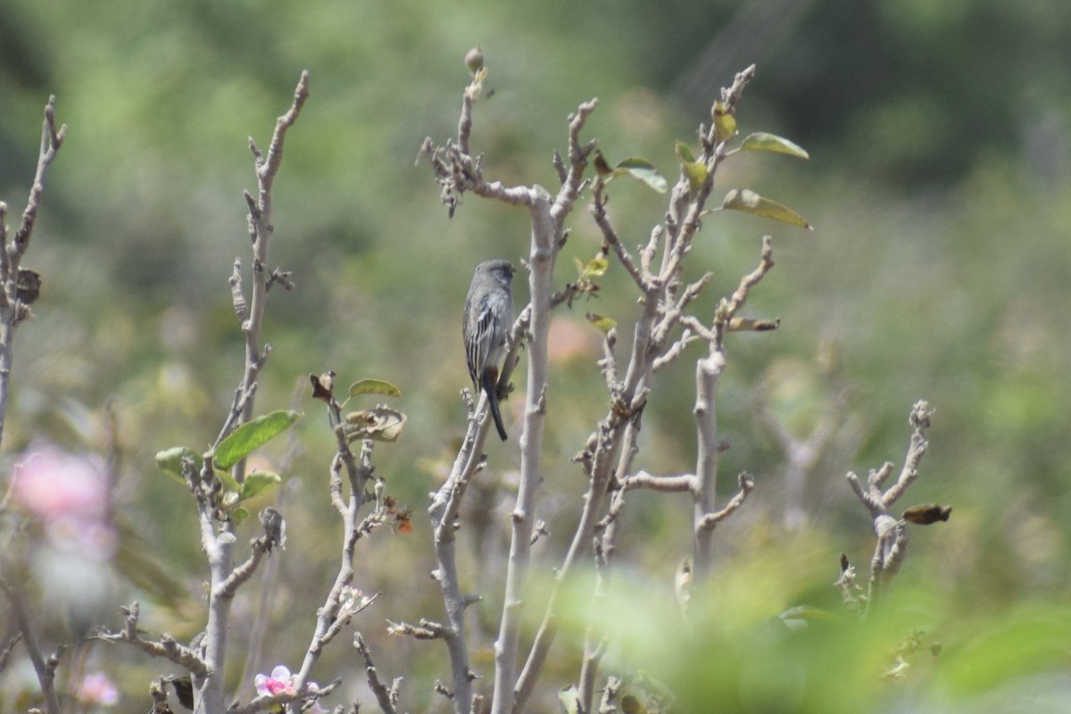 Пестрохвостый семеноед - ML646749888