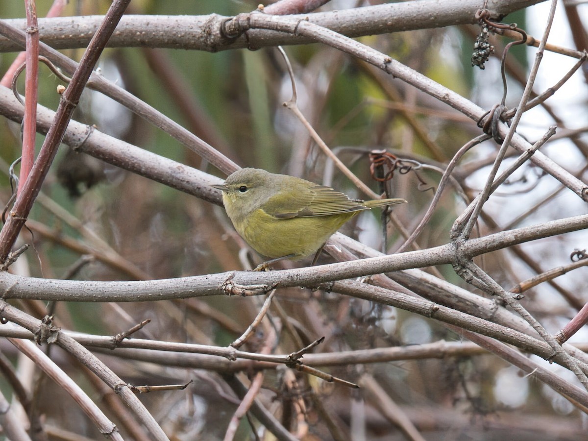 Orange-crowned Warbler (lutescens) - ML646749889