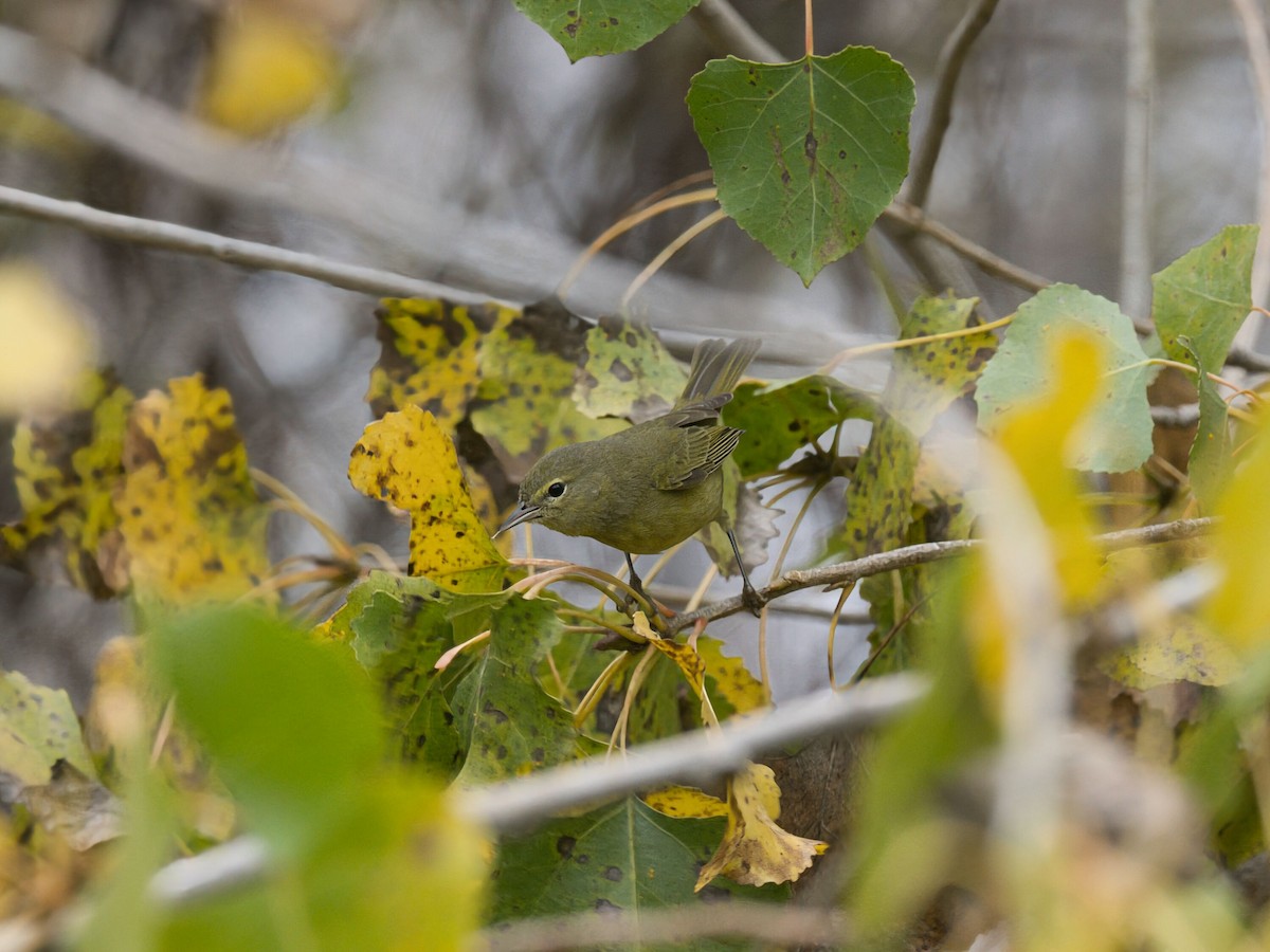 Orange-crowned Warbler (lutescens) - ML646749890