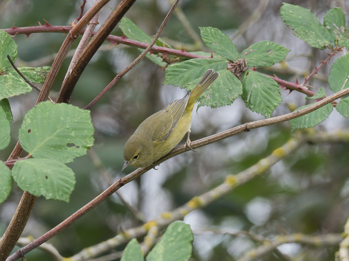 Orange-crowned Warbler (lutescens) - ML646749891