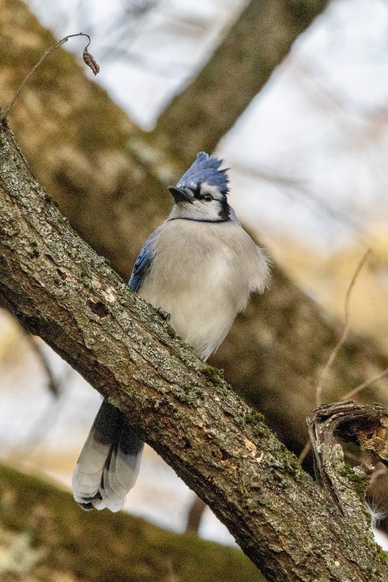 Blue Jay - ML646749892