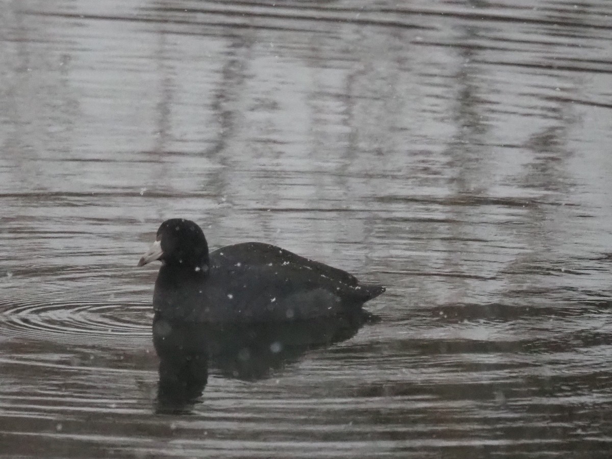אגמית אמריקנית - ML646749893