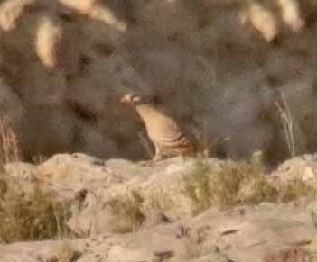 Песчаная куропатка - ML646749894