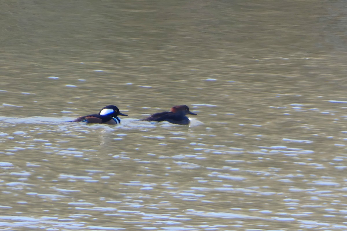 מרגון מקושט - ML646749895