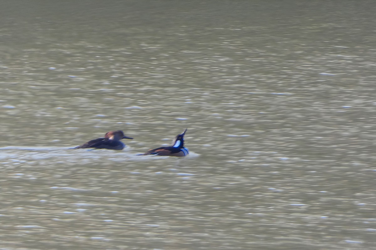 מרגון מקושט - ML646749896