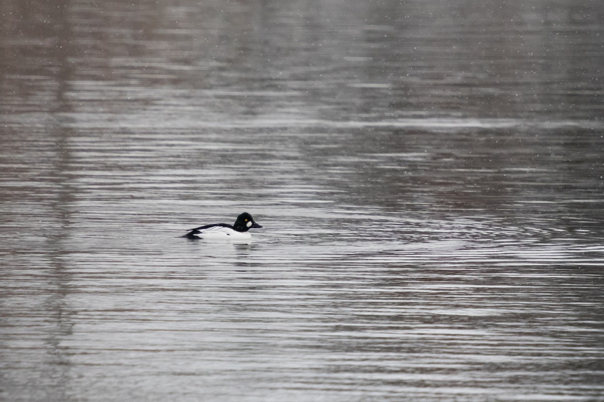 Altıngöz - ML646749899