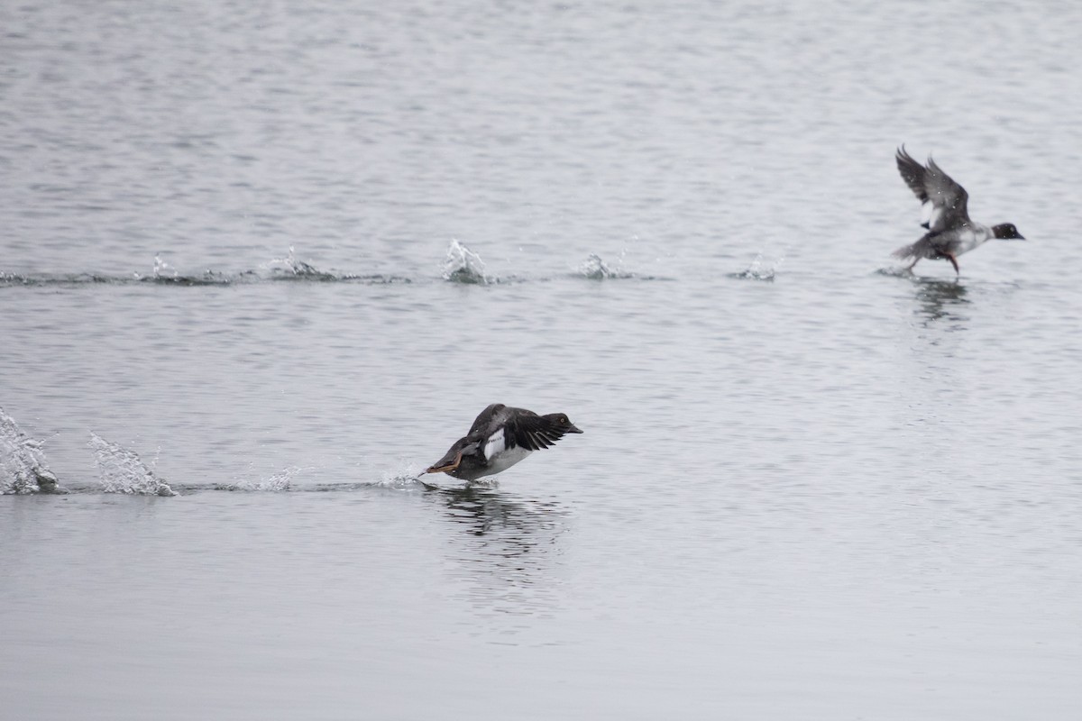 Altıngöz - ML646749900