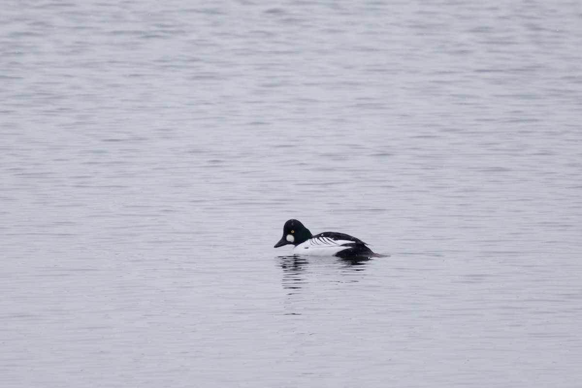 Altıngöz - ML646749901