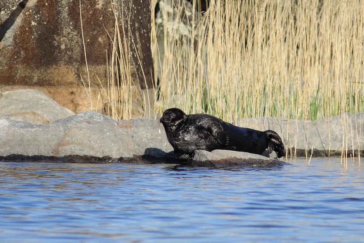 Saimaa Ringed Seal - ML646749902