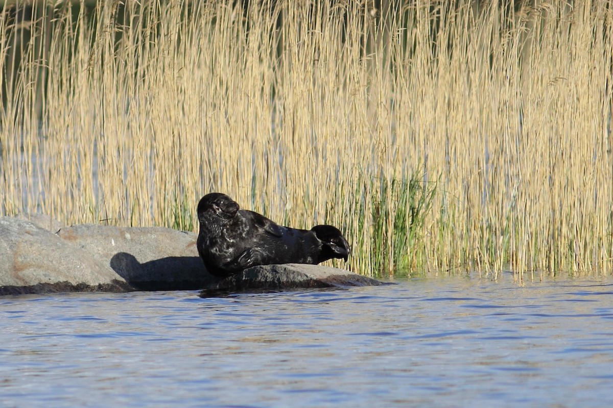 Saimaa Ringed Seal - ML646749903