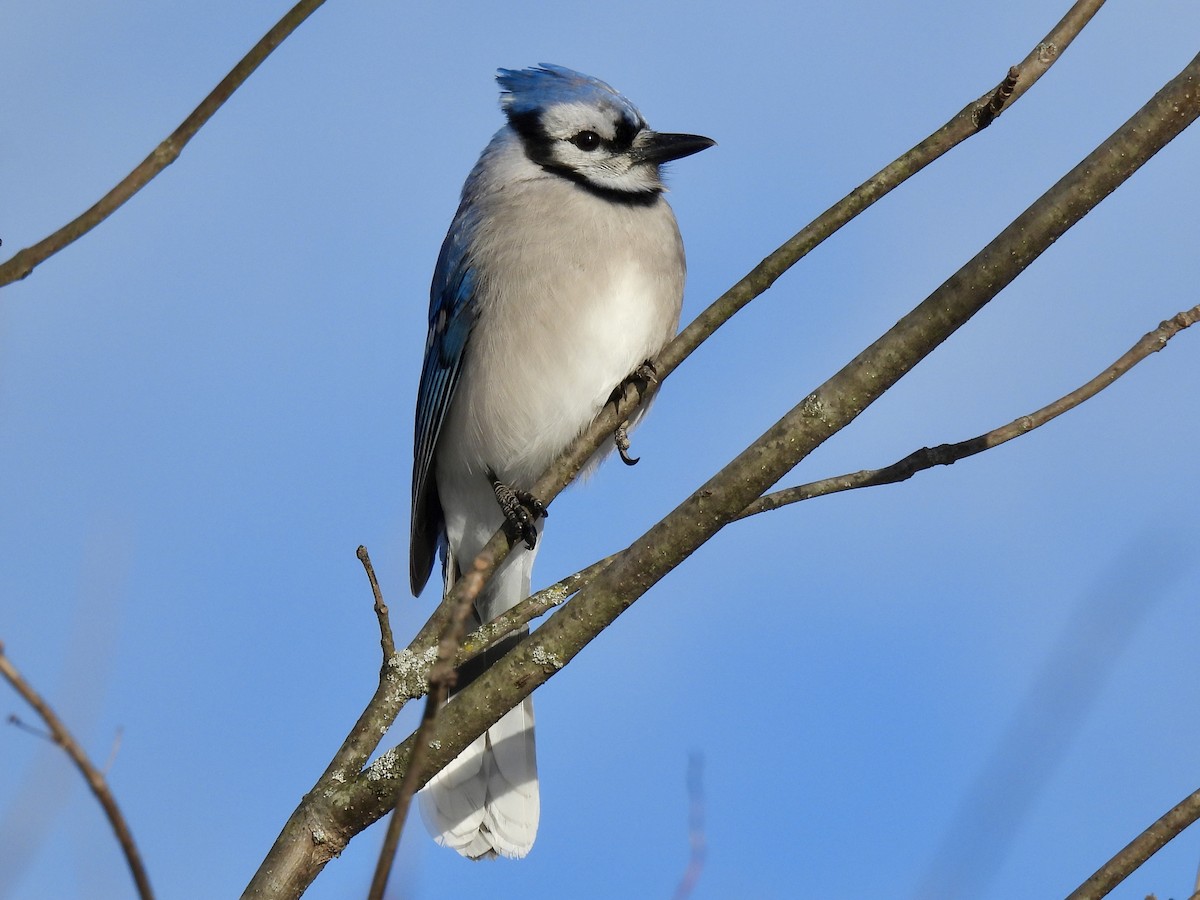 Blue Jay - ML646749904
