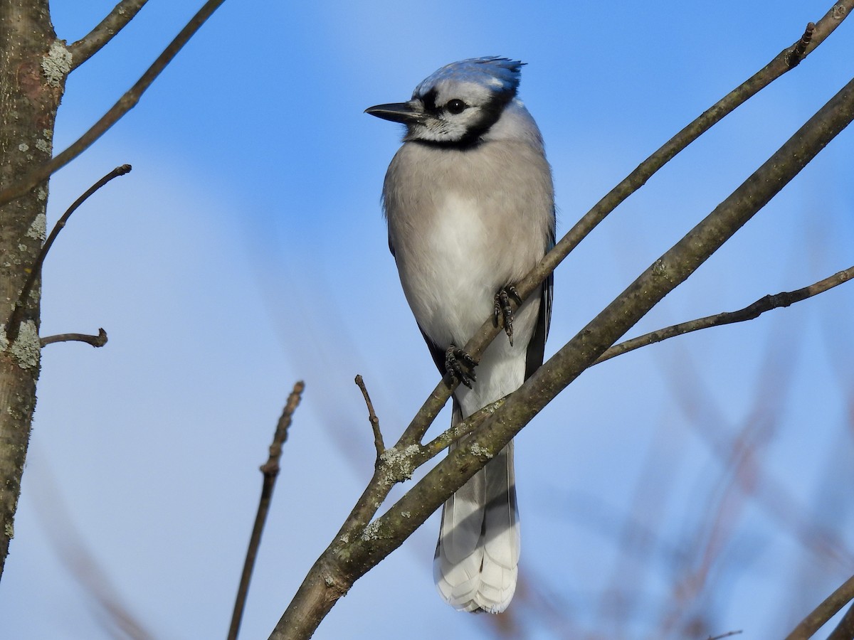 Blue Jay - ML646749905