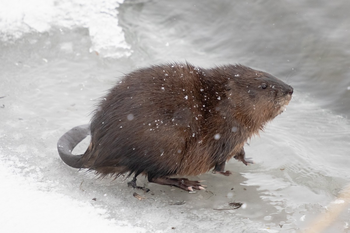 Misk Sıçanı - ML646749906