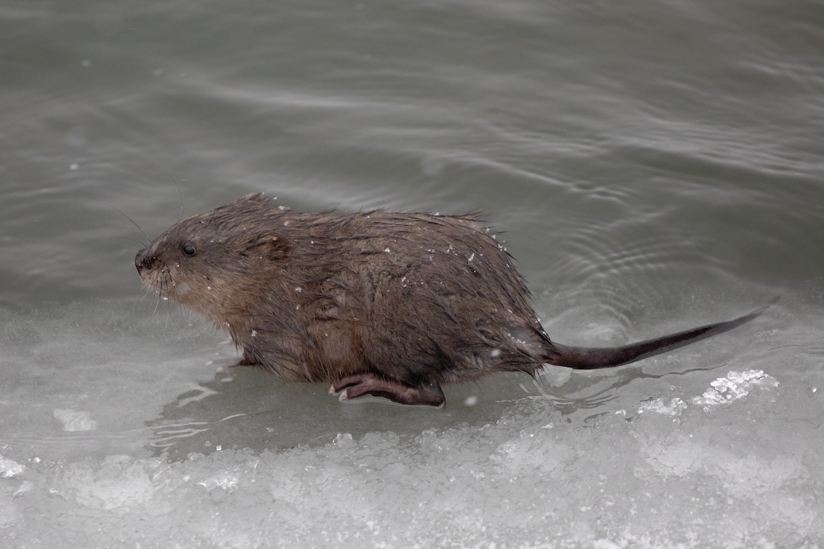 Misk Sıçanı - ML646749907