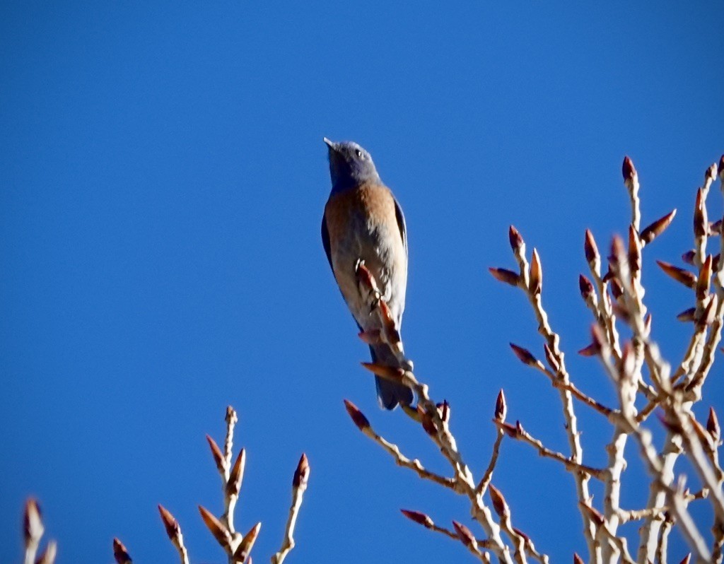 Western Bluebird - ML646749908