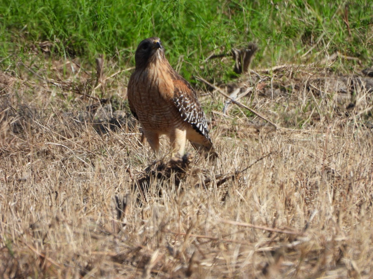 Red-shouldered Hawk - ML646749909