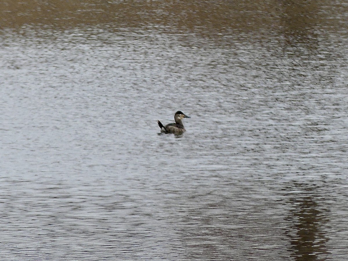 צחראש אדמוני - ML646749910