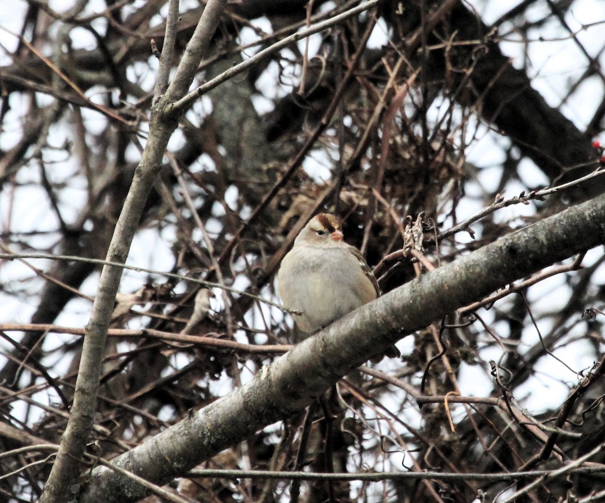 White-crowned Sparrow - ML646749911