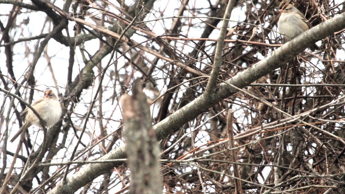 White-crowned Sparrow - ML646749912