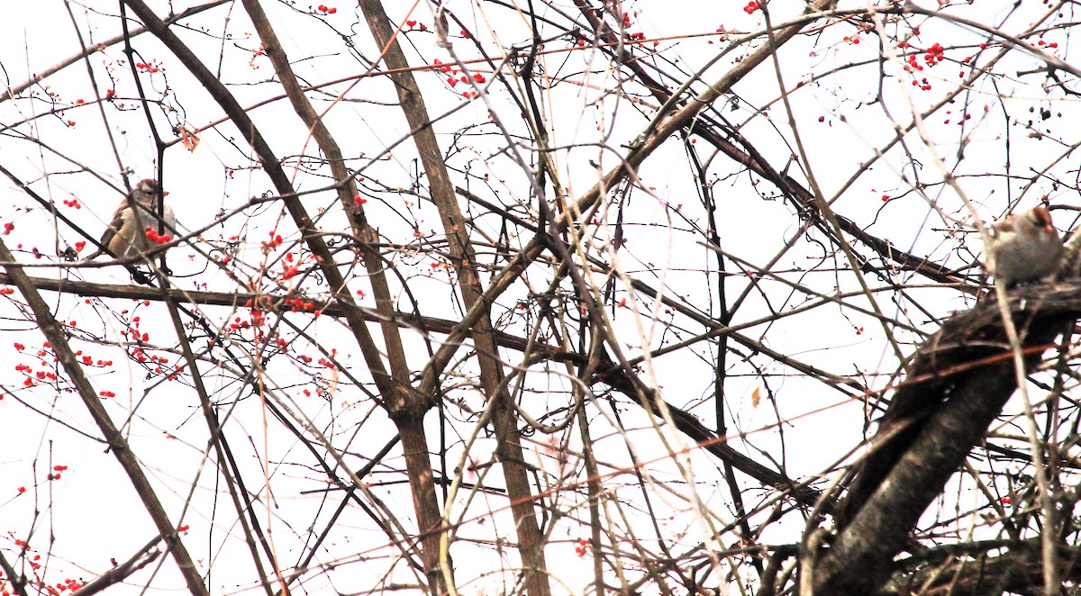 White-crowned Sparrow - ML646749913