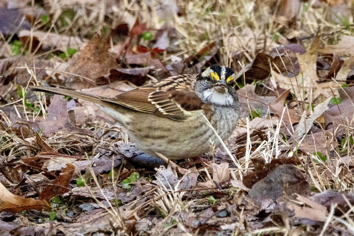 White-throated Sparrow - ML646749917