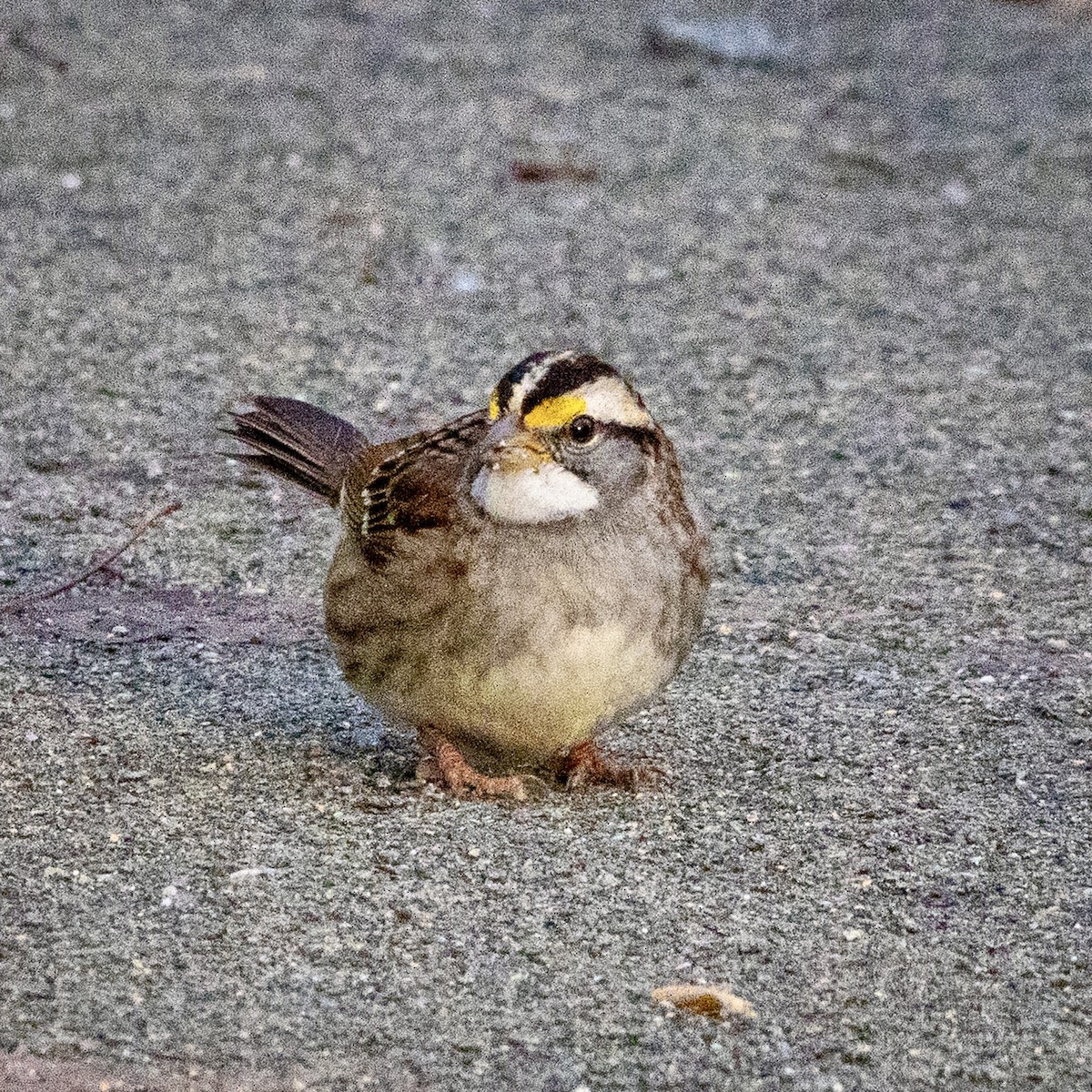 White-throated Sparrow - ML646749918