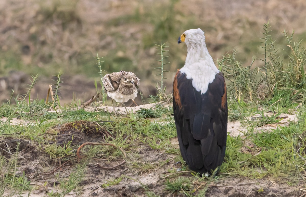 Water Thick-knee - ML646749919