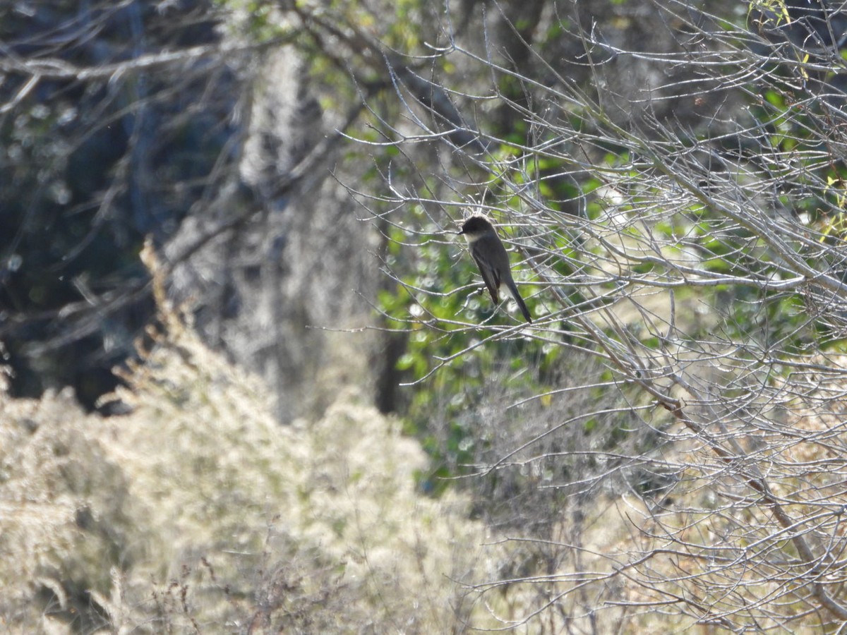 Eastern Phoebe - ML646749920