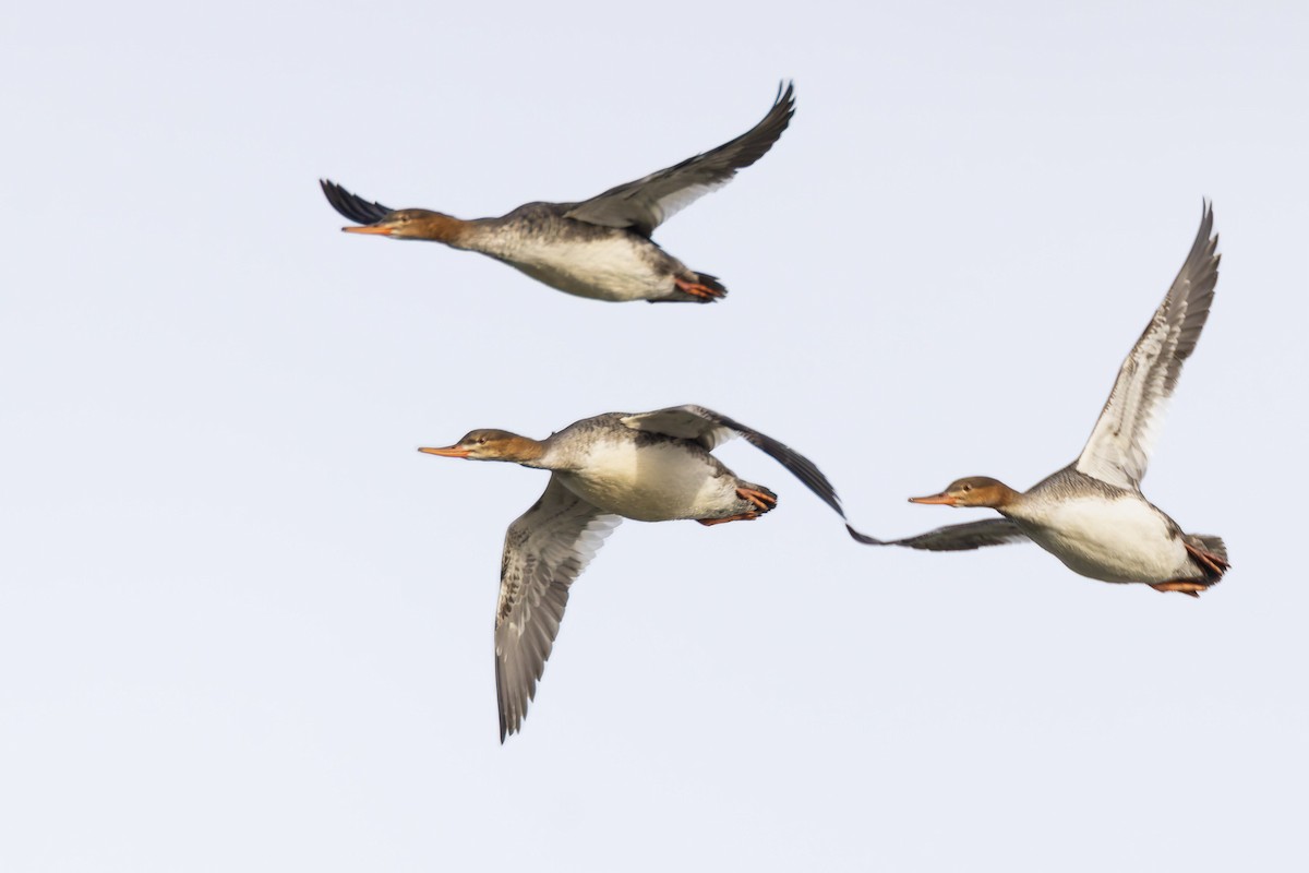 紅胸秋沙 - ML646749921