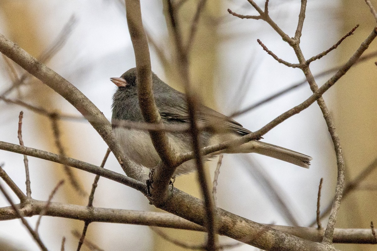 Dark-eyed Junco - ML646749922