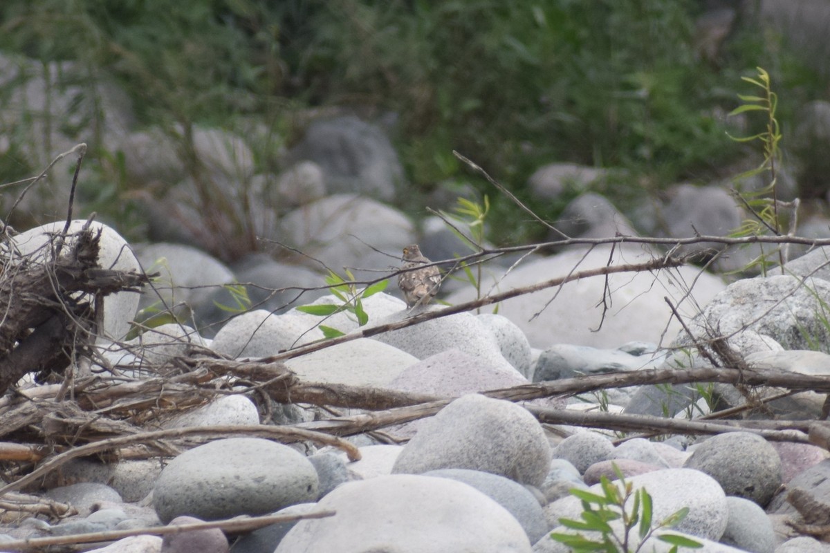 Гологлазая земляная горлица - ML646749923